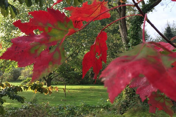 Autumn colors in the gardens